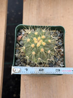 Copiapoa Haseltoniana Rare Collector Cactus - Desert Succulent Cactus