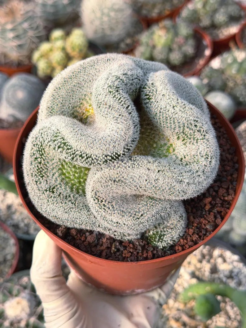 Mammillaria Cristata – Large Crested Form Rare Crested Cactus with White Spines #1018