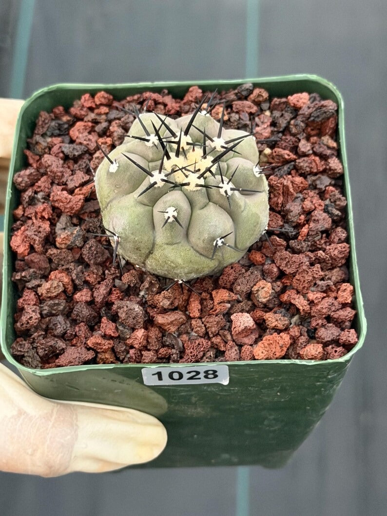 Copiapoa Cinerea Seed Grown Rare Collector Cactus #1028 Desert Cactus Plant
