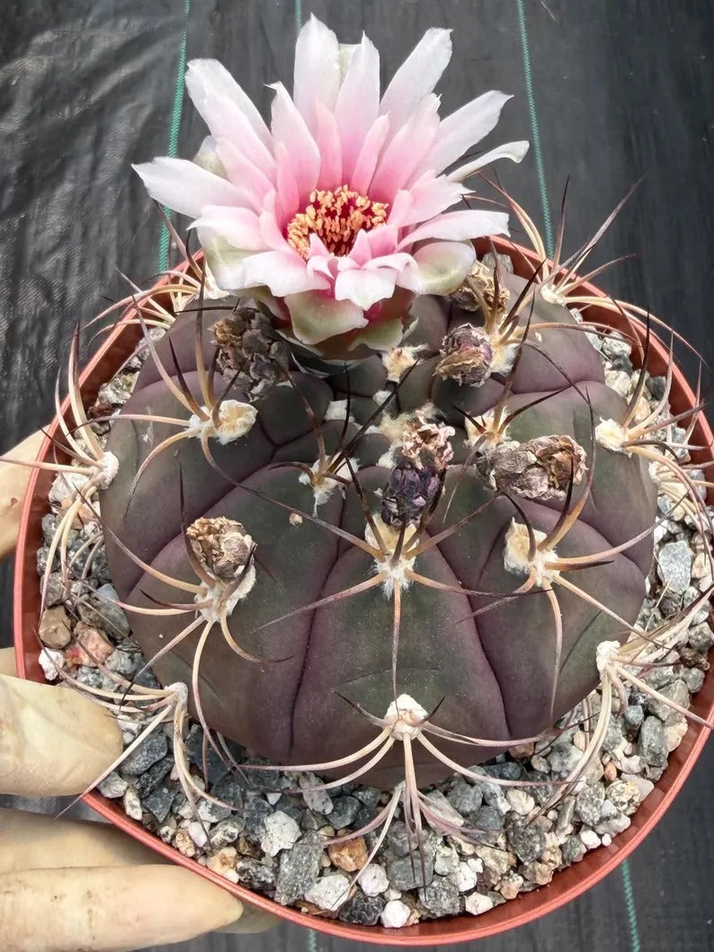 Gymnocalycium Saglionis  | 6” Large Gymnocalicoum Cactus , Easy care Cactus, for Plant Lover Gift