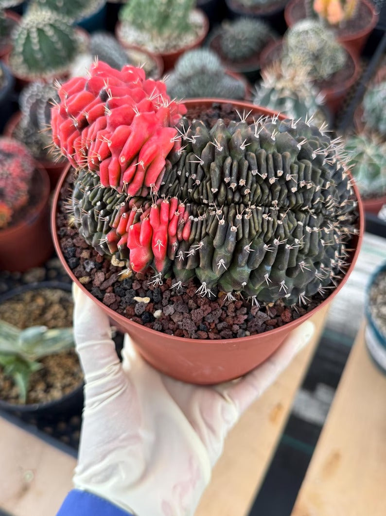 6” Crested Gymnocalycium Mihanovichii Seed Grown | Live Cactus | Live Plant