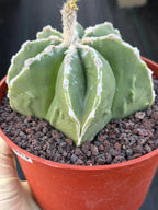 Astrophytum Myriostigma Seedgrown #679 | White Line Form | Live Cactus | Rare Plant