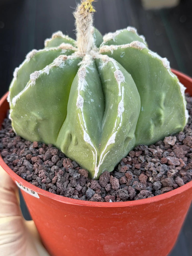 Astrophytum Myriostigma Seedgrown #679 | White Line Form | Live Cactus | Rare Plant