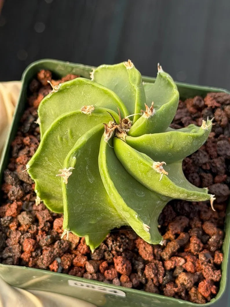 Astrophytum Capricorn Spiral Form #824 | Seed Grown | Rare Cactus | Live Cactus