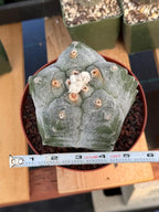 Astrophytum Myriostigma Kikko Seedgrown | Live Cactus | Rare Plant | #874