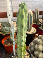 Boobbie Cactus Live Succulent Easy Care Rare Desert Plant Gift