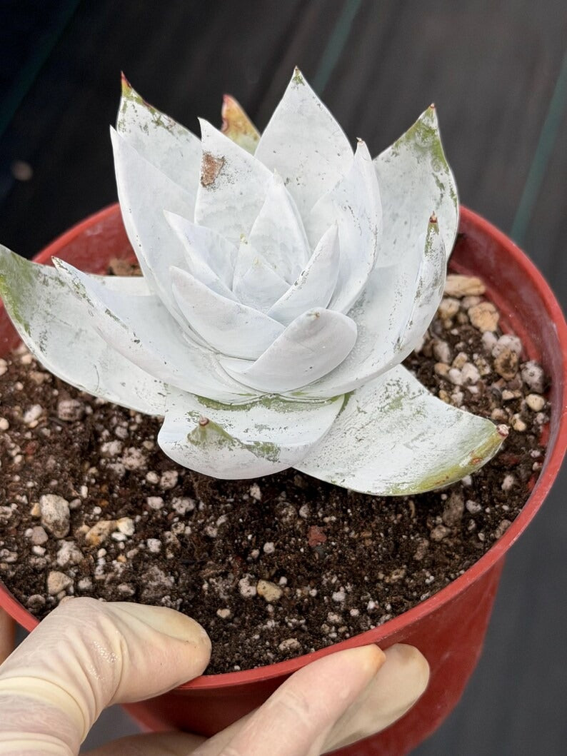 Chalky Dudleya Succulent | 6” Live Plant | Rare Succulent