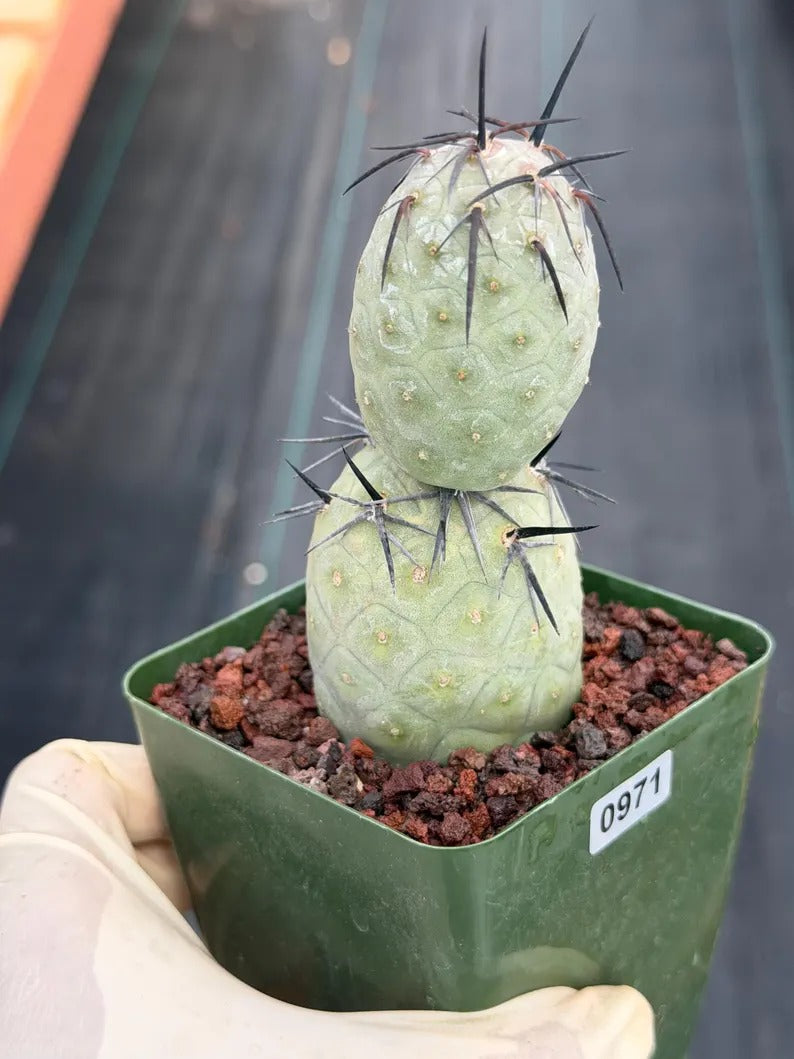 Tephrocactus Geometricus Diablo with Black Spines | Live Cactus #971