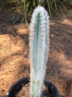 Blue Pilosocereus Pachycladus Cactus | 19-Inch Live Plant