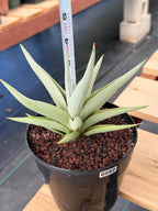 Sansevieria Chanin Live Plant | Easy-Care Succulent #992