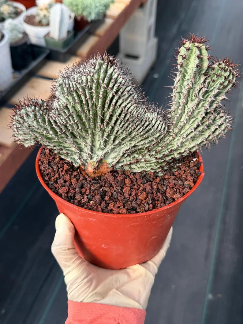 Crested Euphorbia Confinalis on short graft | Rare Spiked Cactus #404