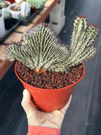 Crested Euphorbia Confinalis on short graft | Rare Spiked Cactus #404