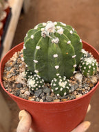 Domino Cactus Cluster  | 6” Rare Easy care Cactus Gift for Plant Lover Gift