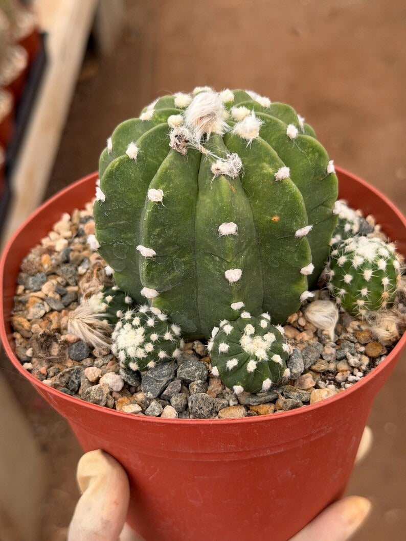 Domino Cactus Cluster  | 6” Rare Easy care Cactus Gift for Plant Lover Gift