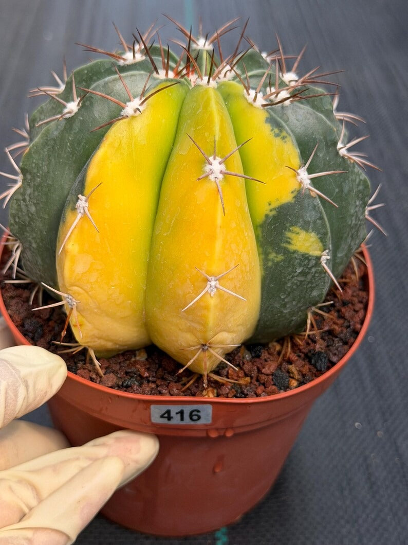 6” Variegated Melocactus #416 | Live Cactus | Live Plant
