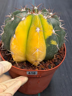 6” Variegated Melocactus #416 | Live Cactus | Live Plant