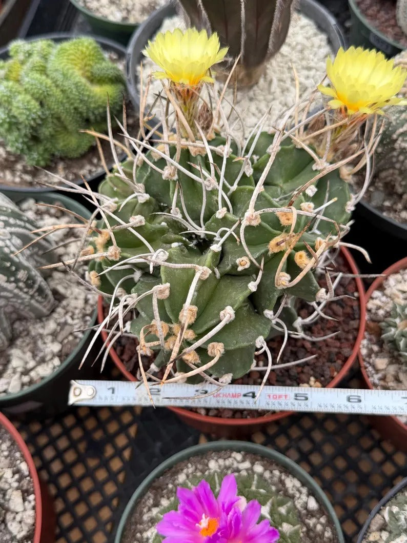 Astrophytum Capricorn with pups | Rare Cactus | Live Cactus | #98