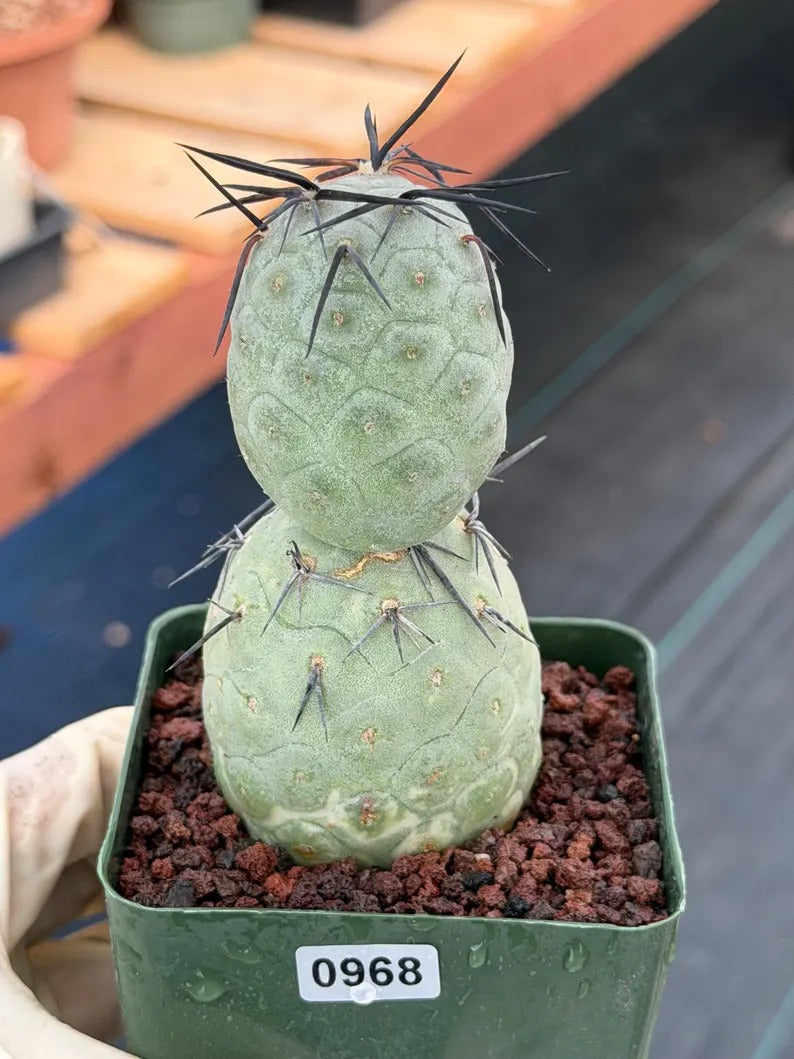 Tephrocactus geometricus Diablo Black Spine Cactus #968