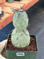 Tephrocactus geometricus Diablo Black Spine Cactus #968