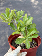 Adenium Obesum Desert Rose – Thick Trunk Caudex Bonsai #964