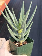 Aloe Dichotoma Succulent, Live Collector Aloe Stacked Plant