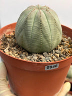 Euphorbia Obesa | Rare Baseball Plant | Unique Round Succulent | Easy Care Indoor Collector Plant Gift #946
