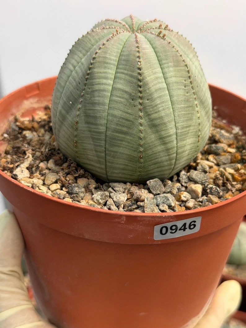 Euphorbia Obesa | Rare Baseball Plant | Unique Round Succulent | Easy Care Indoor Collector Plant Gift #946