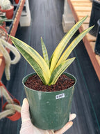 Variegated Sansevieria Marsha Anjani Rare Snake Plant | Live Succulent #161