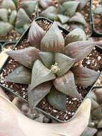 Harworthia Mutica Dark Clear Window | Easy Care Succulent | Live Plant