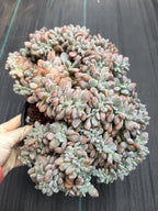 Graptopetalum Lavender Frost Crested | Specimen Succulent | Live Plant | Exact Plant