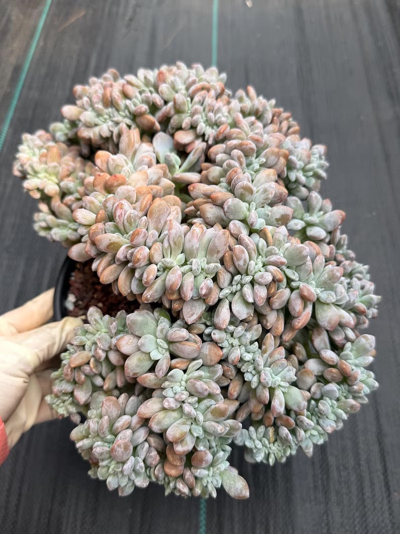 Graptopetalum Lavender Frost Crested | Specimen Succulent | Live Plant | Exact Plant