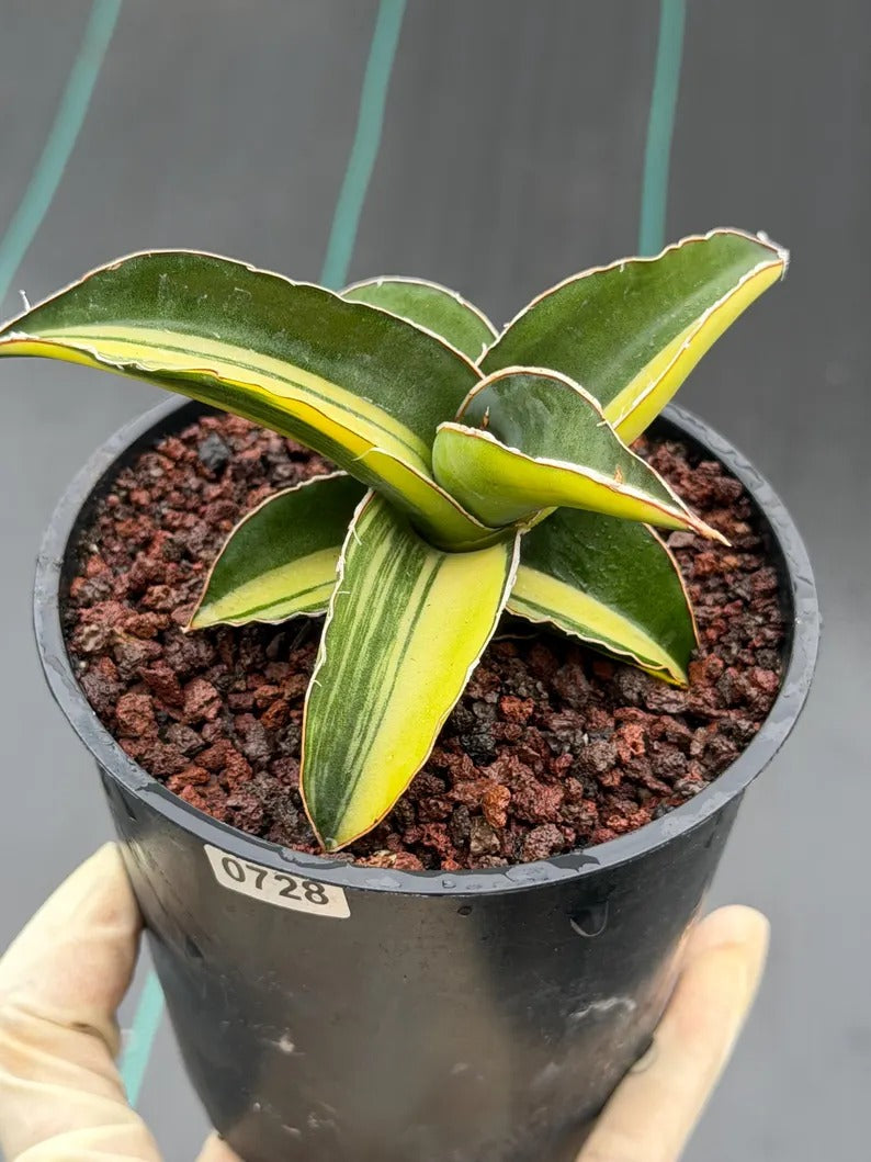 Variegated Sansevieria Robusta Fat Easy Care House Plant | Live Plant #728