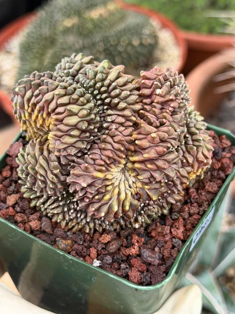 3.5” Crested Gymnocalycium Mihanovichii f. inermis cristata | Unique Collector’s Plant | Live Plant #944