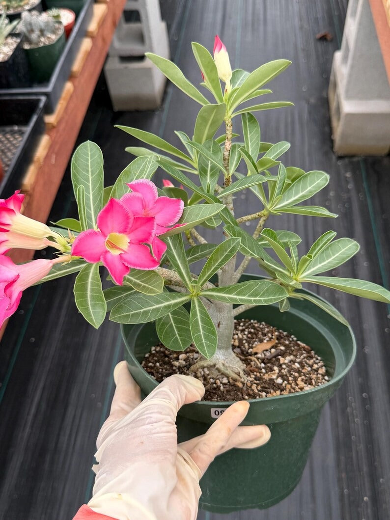 8” Adenium Arabicum | Pink flower | Live Plant | Rare Plant #963