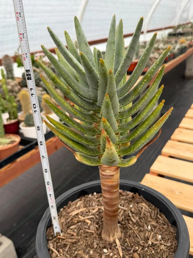 Aloe Dichotoma Tree Form Seed Grown | Easy care Aloe | Live Plant