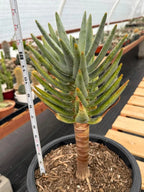 Aloe Dichotoma Tree Form Seed Grown | Easy care Aloe | Live Plant