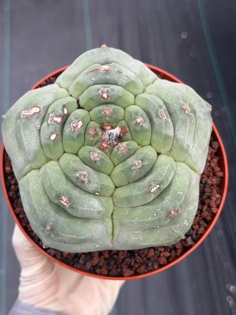 Astrophytum Myriostigma Kikko | Live Cactus | Rare Plant | #1012
