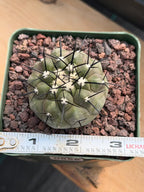Copiapoa Cinerea Rare Collector Cactus #955 Desert Cactus Plant