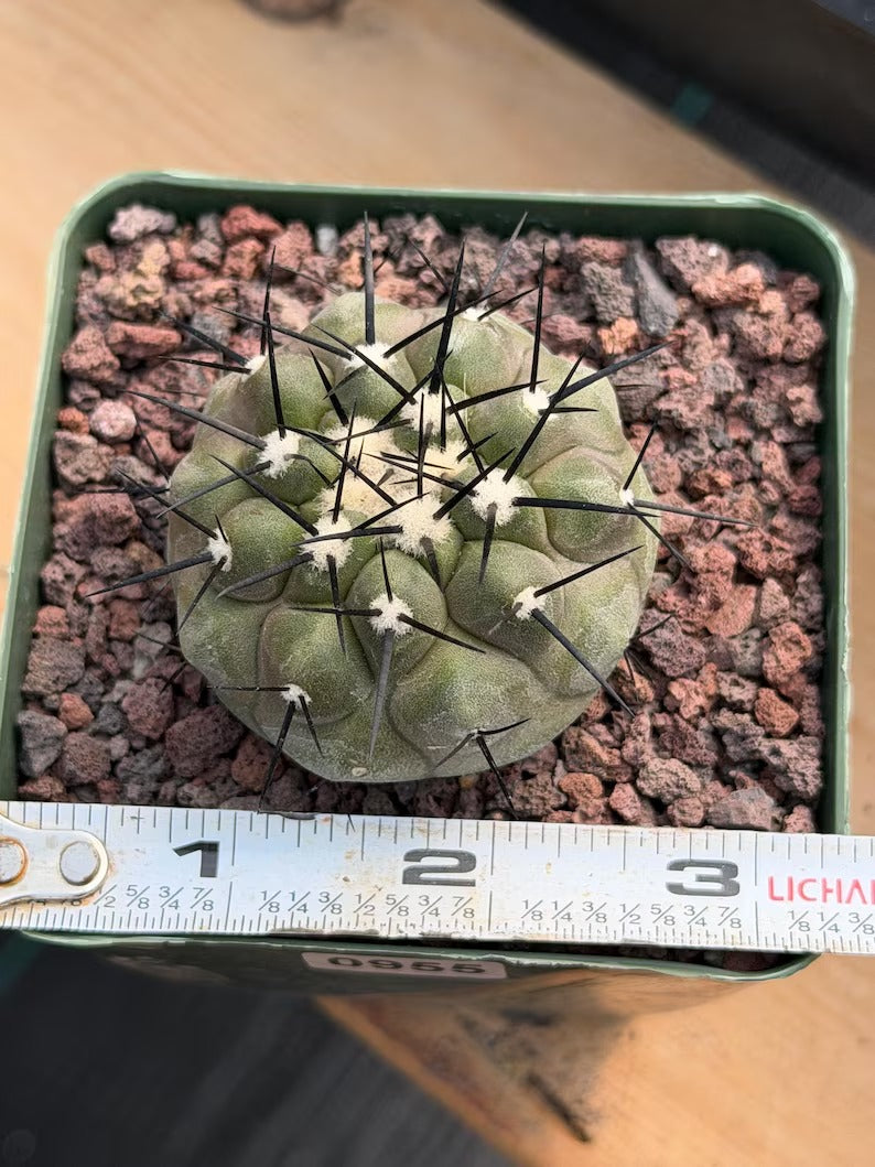 Copiapoa Cinerea Rare Collector Cactus #955 Desert Cactus Plant