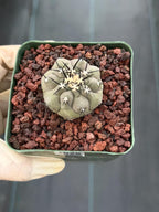Copiapoa Cinerea Seed Grown Rare Collector Cactus #1028 Desert Cactus Plant
