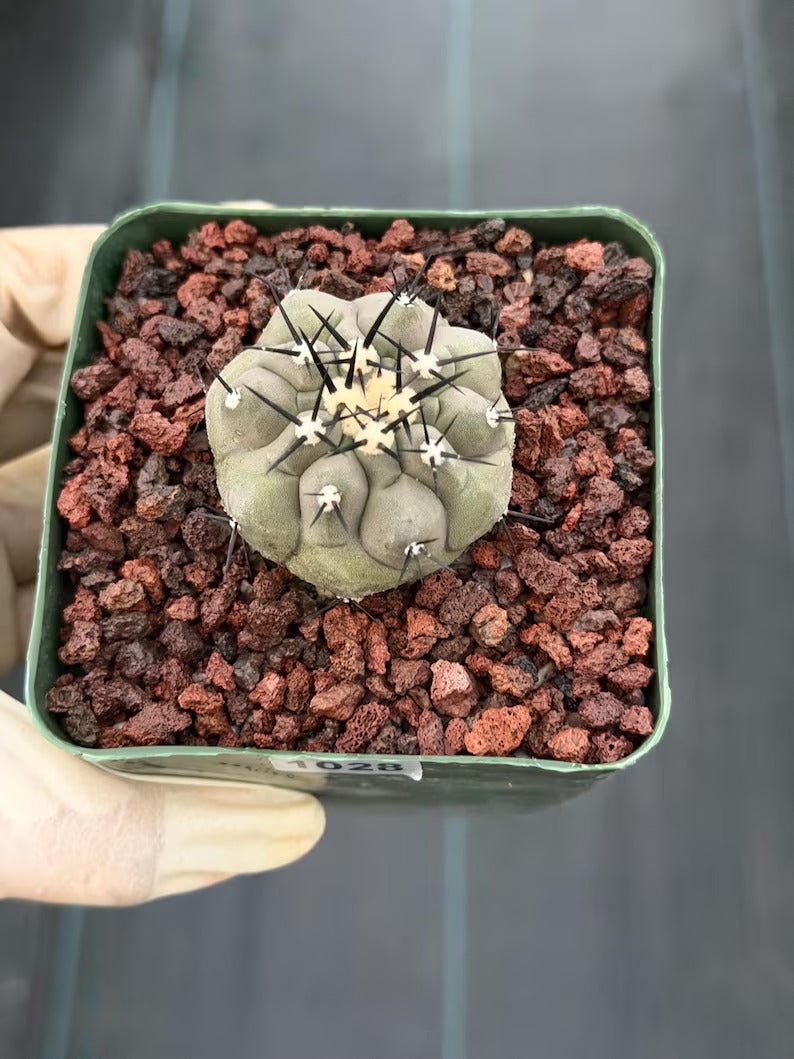 Copiapoa Cinerea Seed Grown Rare Collector Cactus #1028 Desert Cactus Plant