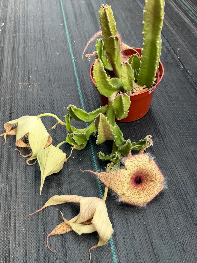 6” Stapelia Orbrea yellow flowers #683 , Easy Care Cactus, Succulent Plant Lover Gift