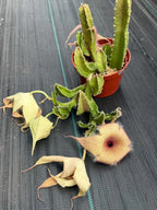 6” Stapelia Orbrea yellow flowers #683 , Easy Care Cactus, Succulent Plant Lover Gift