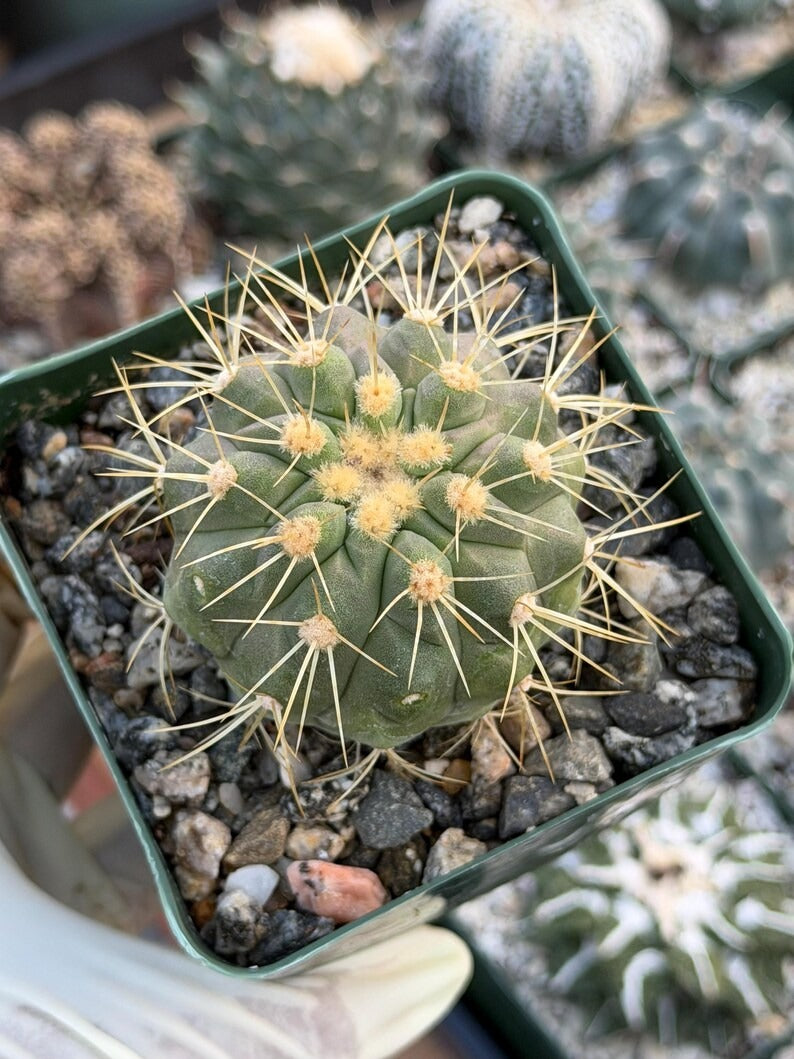 Copiapoa Haseltoniana Rare Collector Cactus - Desert Succulent Cactus