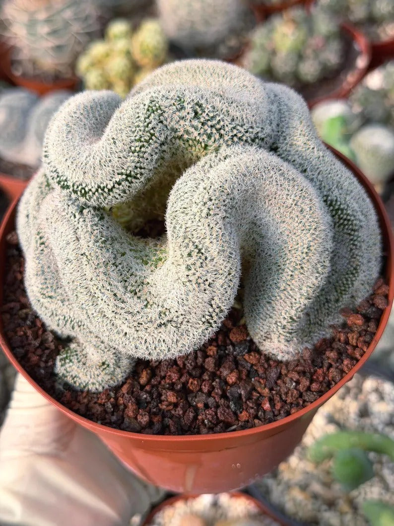Mammillaria Cristata – Large Crested Form Rare Crested Cactus with White Spines #1018
