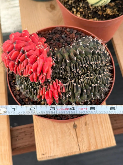 6” Crested Gymnocalycium Mihanovichii Seed Grown | Live Cactus | Live Plant