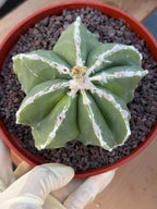 Astrophytum Myriostigma Seedgrown #679 | White Line Form | Live Cactus | Rare Plant
