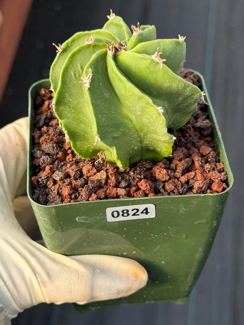 Astrophytum Capricorn Spiral Form #824 | Seed Grown | Rare Cactus | Live Cactus