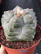 Astrophytum Myriostigma Kikko Seedgrown | Live Cactus | Rare Plant | #874