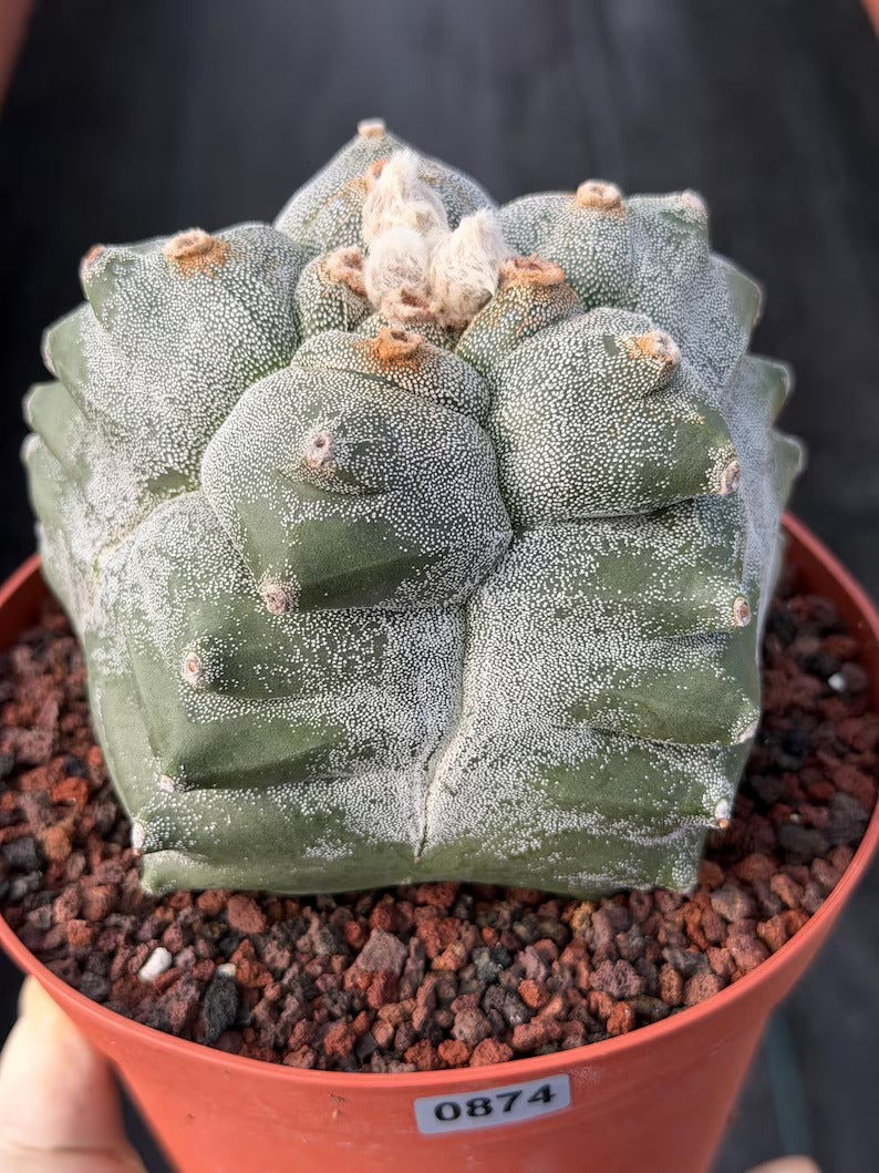 Astrophytum Myriostigma Kikko Seedgrown | Live Cactus | Rare Plant | #874